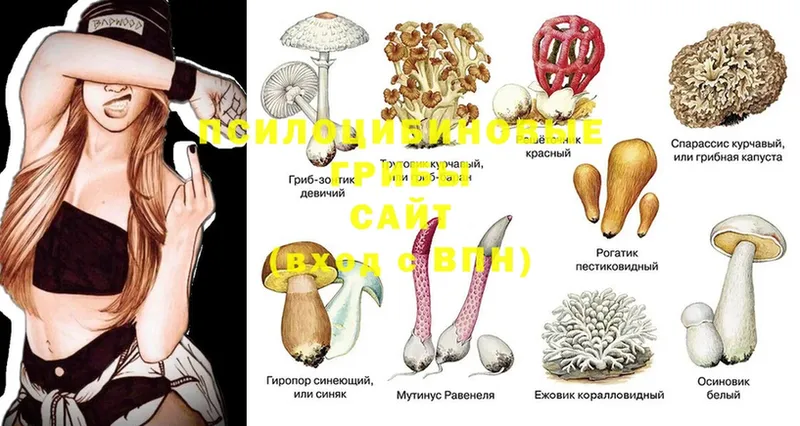 Псилоцибиновые грибы Magic Shrooms  Завитинск 